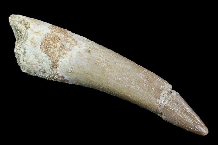 Bargain, Fossil Plesiosaur (Zarafasaura) Tooth - Morocco #107718